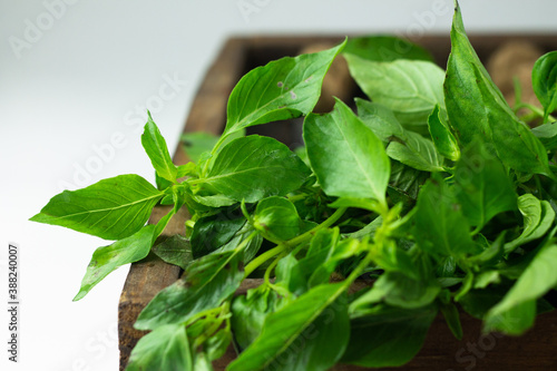 Daun Kemangi or Indonesian Basil Leaves, fresh on wooden rustic tray, close up view, copy space.