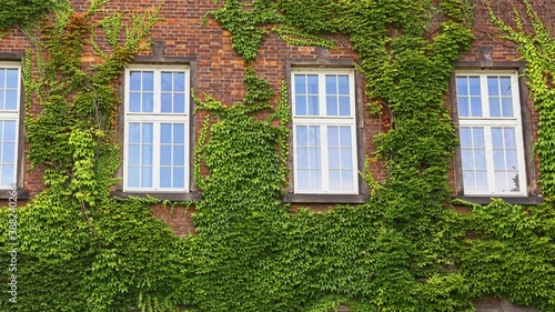 Windows of old house on wall mantled with ivy