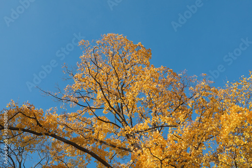 Klon z żółtymi liśćmi na tle błękitnego, bezchmurnego nieba, jesień.