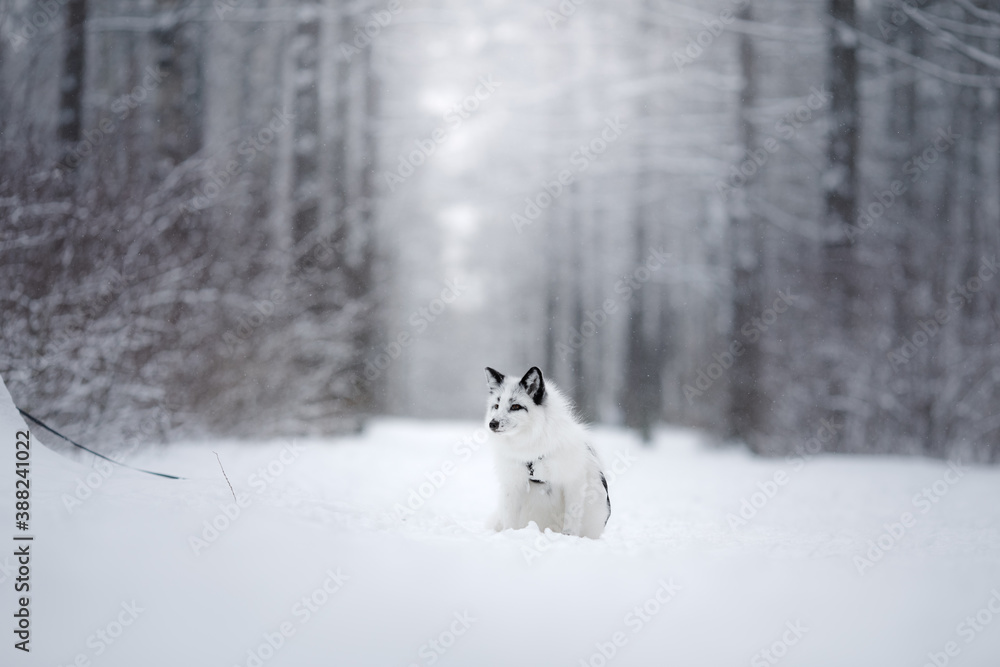Fototapeta premium white fluffy fox in the snow. wild animal in nature