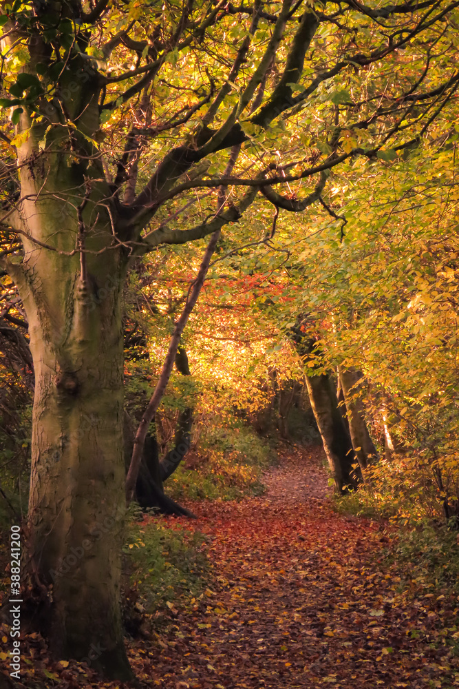 autumn in the woods