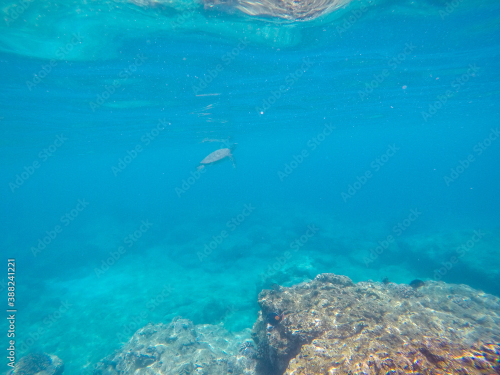 Obraz premium Snorkeling at Shark s Cove, North shore, Oahu, Hawaii 