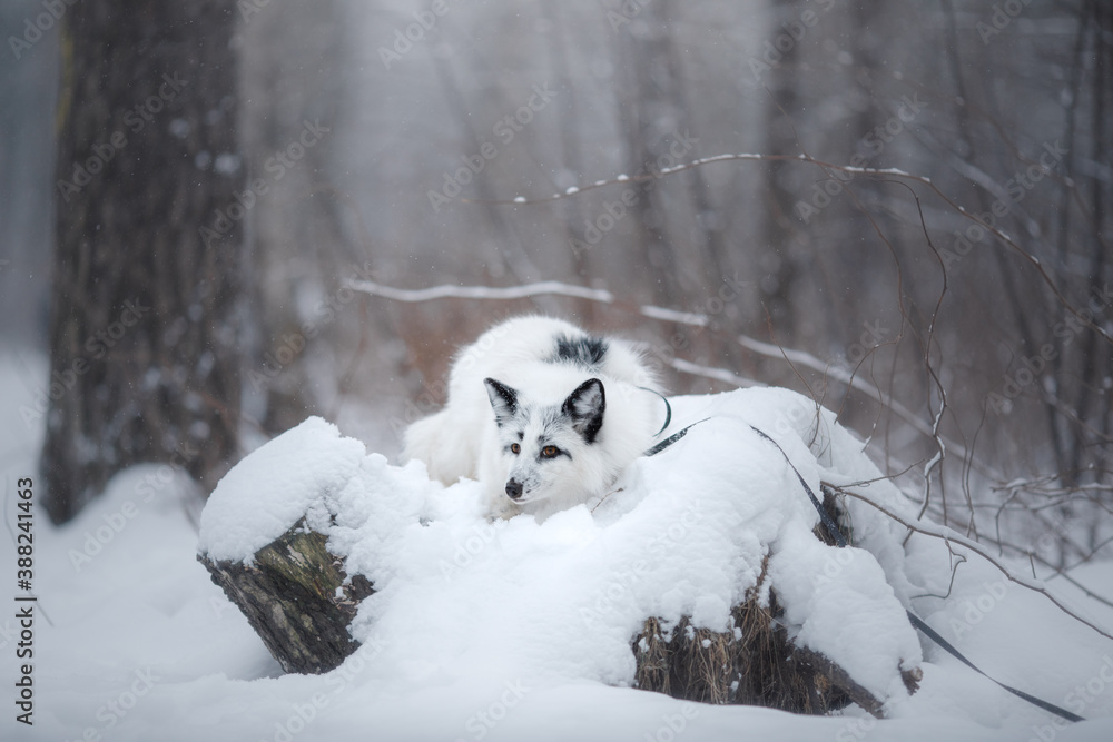 Fototapeta premium white fluffy fox in the snow. wild animal in nature