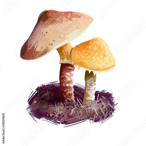 Cystoderma amianthinum parasol, saffron powder-cap, small orange-ochre, or yellowish-brown, gilled mushroom. Edible fungus isolated on white. Digital art illustration, natural food autumn harvest. photo