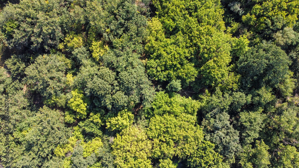 Bird's eye view of the green forest. Natural background