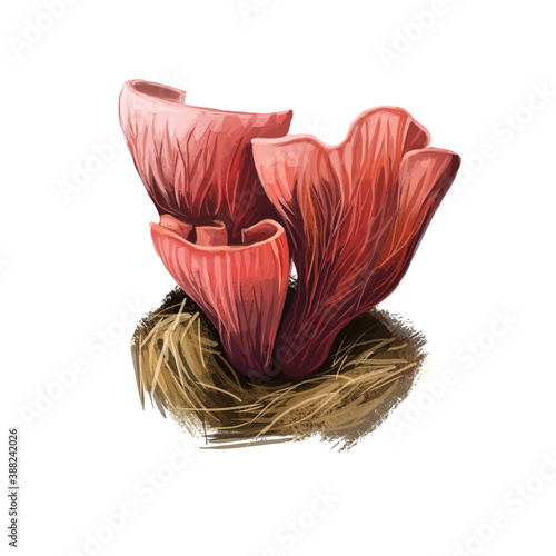 Gomphus clavatus pig's ears or violet chanterelle, edible species of fungus Gomphus. Fruit body vase fan shaped with wavy edges isolated on white. Digital art illustration natural food autumn harvest. photo