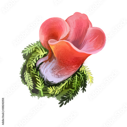 Guepinia helvelloides, apricot jelly. Fungus salmon-pink, ear-shaped, gelatinous fruit bodies, grow on soil. Edible fungus isolated on white. Digital art illustration, natural food autumn harvest. photo