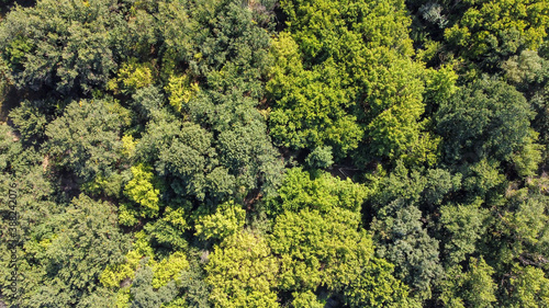 Bird's eye view of the green forest. Natural background