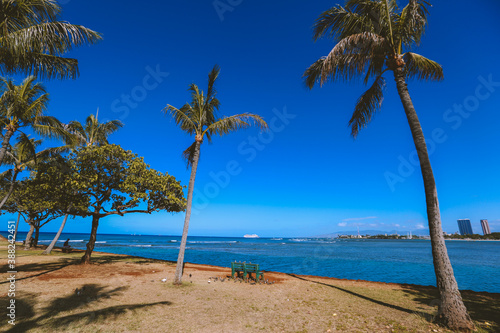 Palm tree at Ala Moana Beach park  Honolulu  Oahu  Hawaii