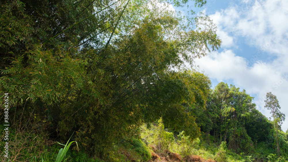 Obraz premium Lush Vegetation in the tropical forest