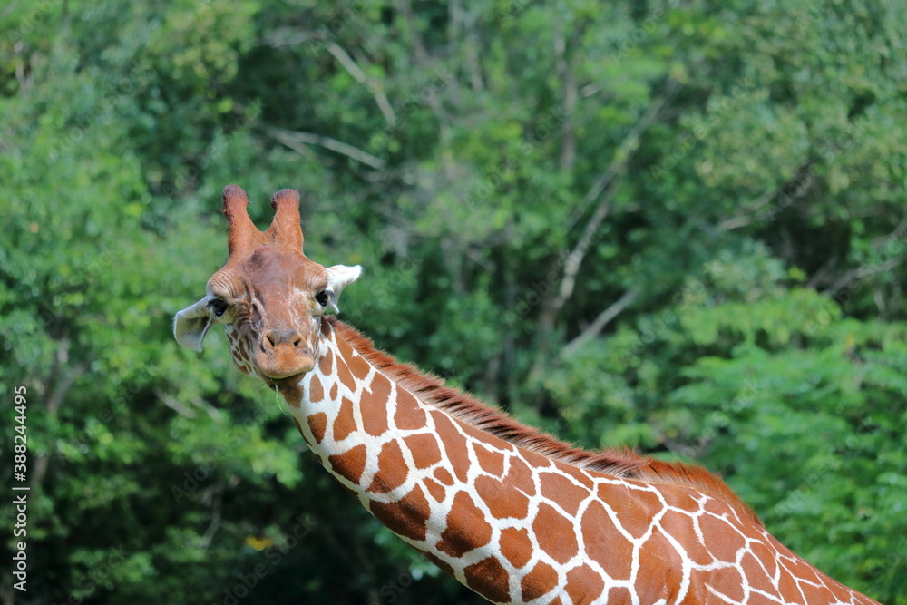 Obraz premium 麒麟 カメラ目線
