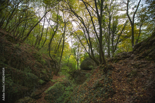 path in the forest