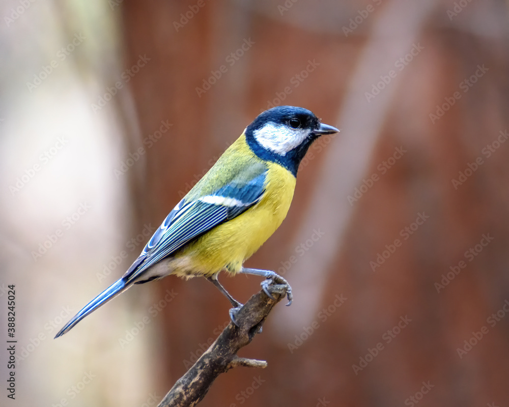 Big tit sitting on a branch close-up, in a natural environment Big tit sitting on a branch close-up, in a natural environment