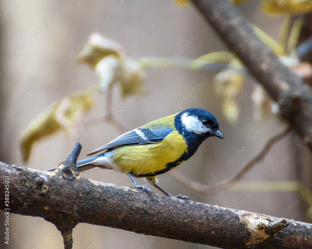 Obraz premium Big tit sitting on a branch close-up, in a natural environment