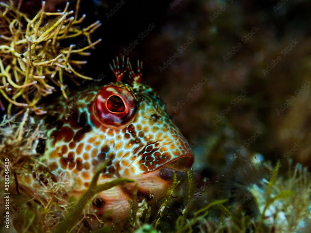 Underwater fish Underwater fish