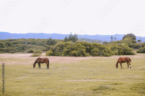 Horses in the ranch, North Shore, Oahu, Hawaii  © youli