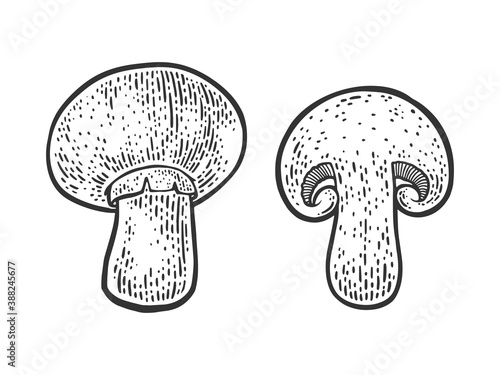 Cut champignon mushroom sketch engraving vector illustration. T-shirt apparel print design. Scratch board imitation. Black and white hand drawn image.