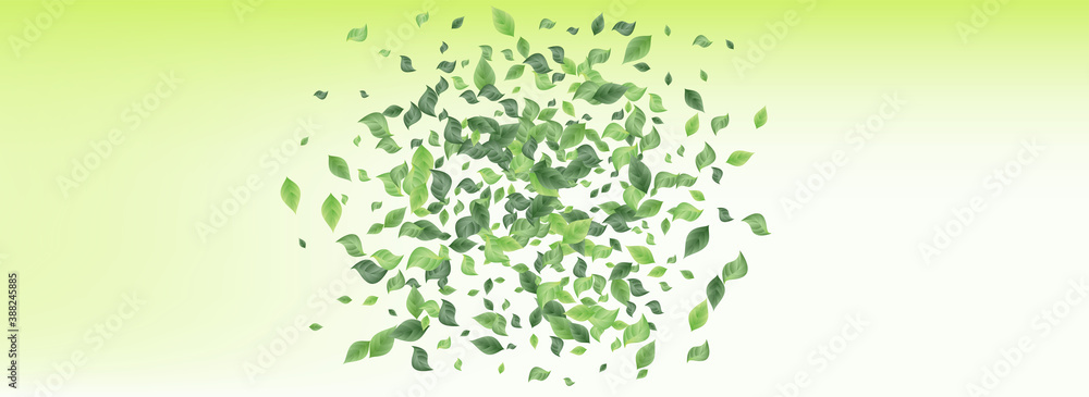 Lime Leaves Blur Panoramic Green Background Lime Leaves Blur Panoramic Green Background