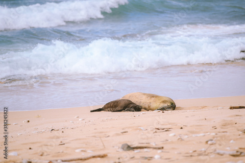 Monk seals on the beach, North Shore, Oahu, Hawaii
