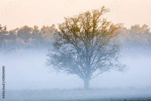 Lonely bald tree in front of forest at misty morning, Duvenstedter Brook, Hamburg, Northern Germany