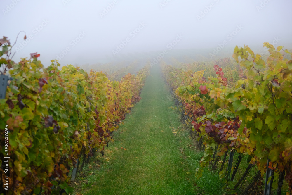 beautiful autumn vineyards in the mist