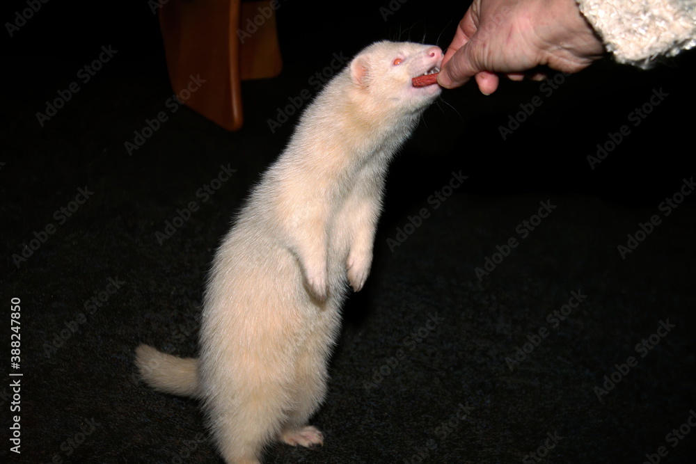 A white domestic ferret in the living room A white domestic ferret in the living room