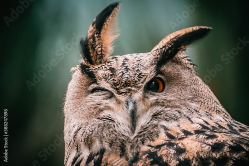 Portrait of great owl