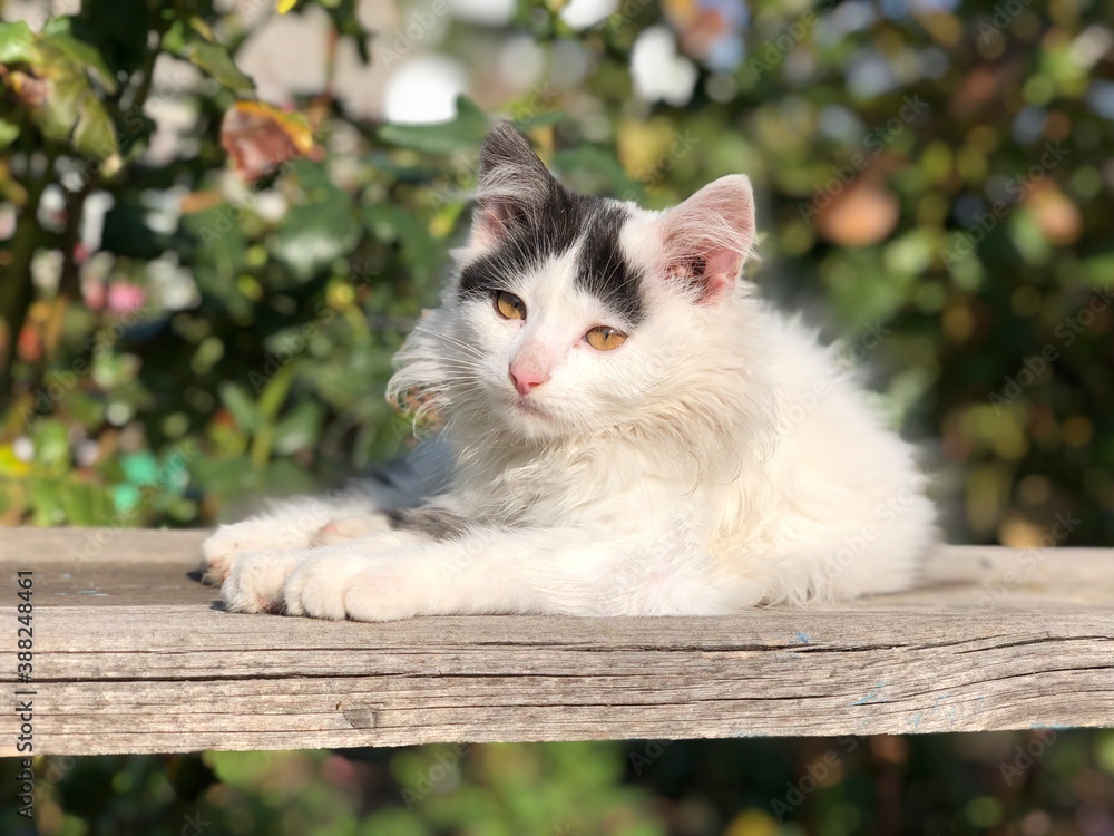 beautiful white kitten on the wood bench