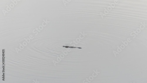 Wild platypus swimming on the surface in the Bombala river at sunrise photo