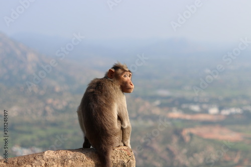 monkey sitting on the rock