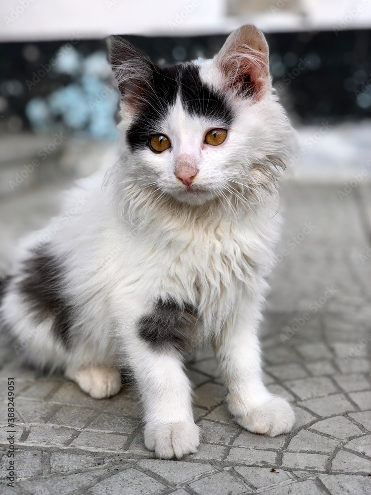 small white homeless kitten, sad view small white homeless kitten, sad view