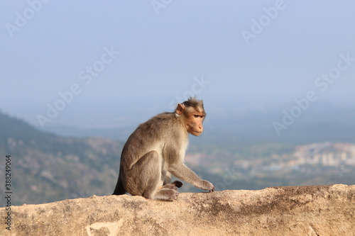 monkey sitting on the wall