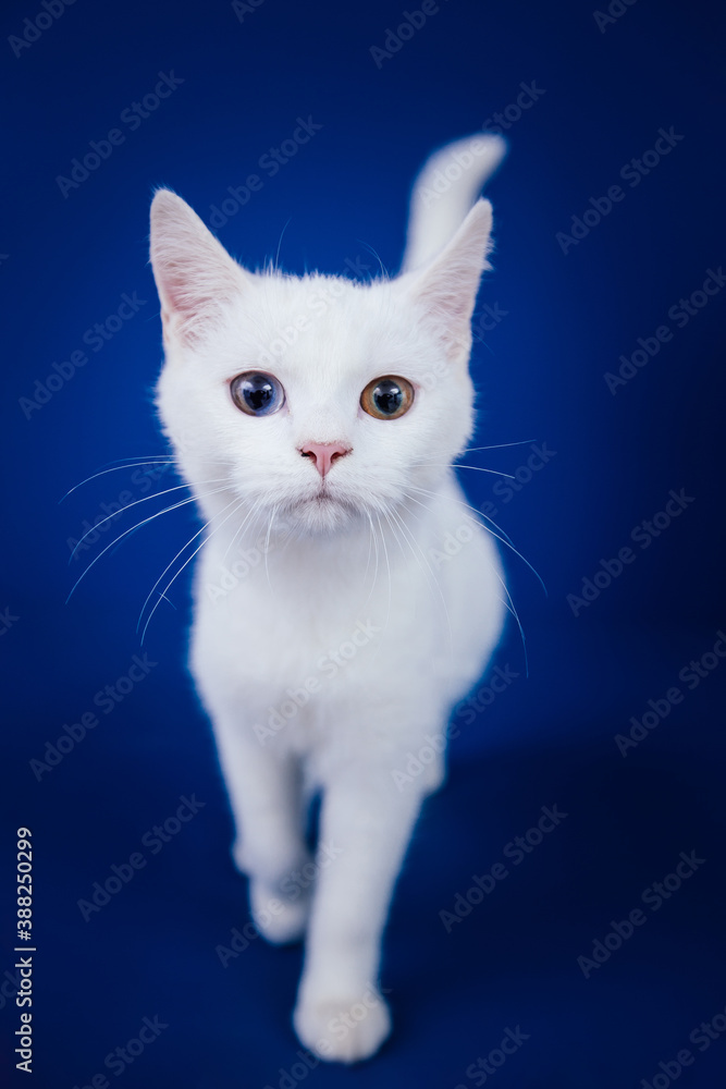Beautiful pure white cat with one blue and one brown eye posing against blue background in studio.
