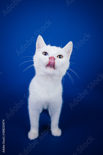 Beautiful pure white cat with one blue and one brown eye posing against blue background in studio.