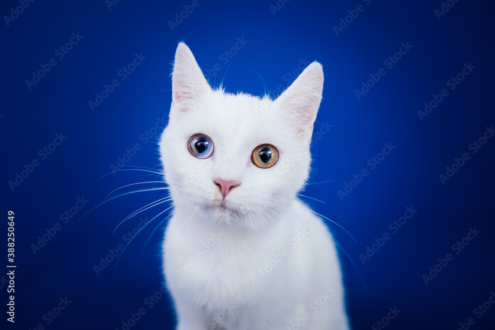 Fototapeta premium Beautiful pure white cat with one blue and one brown eye posing against blue background in studio.