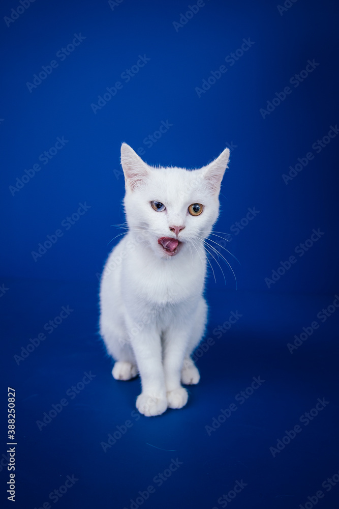 Obraz premium Beautiful pure white cat with one blue and one brown eye posing against blue background in studio.