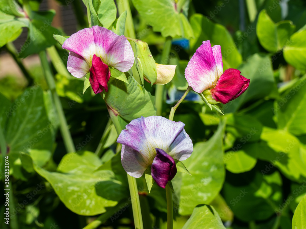 Close up of Pea flower (Pisum sativum)
Close up of Pea flower (Pisum sativum)