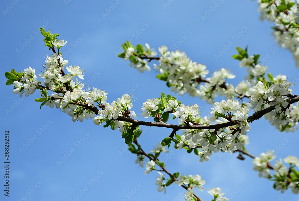 Flowering branches against a blue sky in spring, closeup.