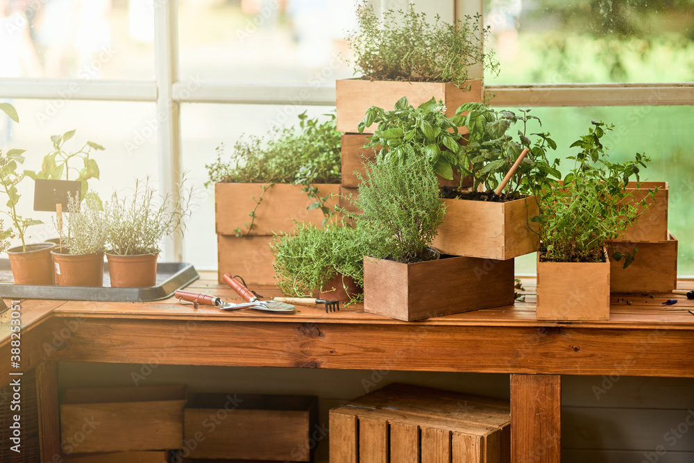 Spicy herbs assortment growing in wooden pots on table