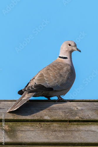 Eurasian collared dove (Streptopelia decaocto) bird perched on a garden fence which is a common species found in the UK and Europe, a portrait stock image photo 