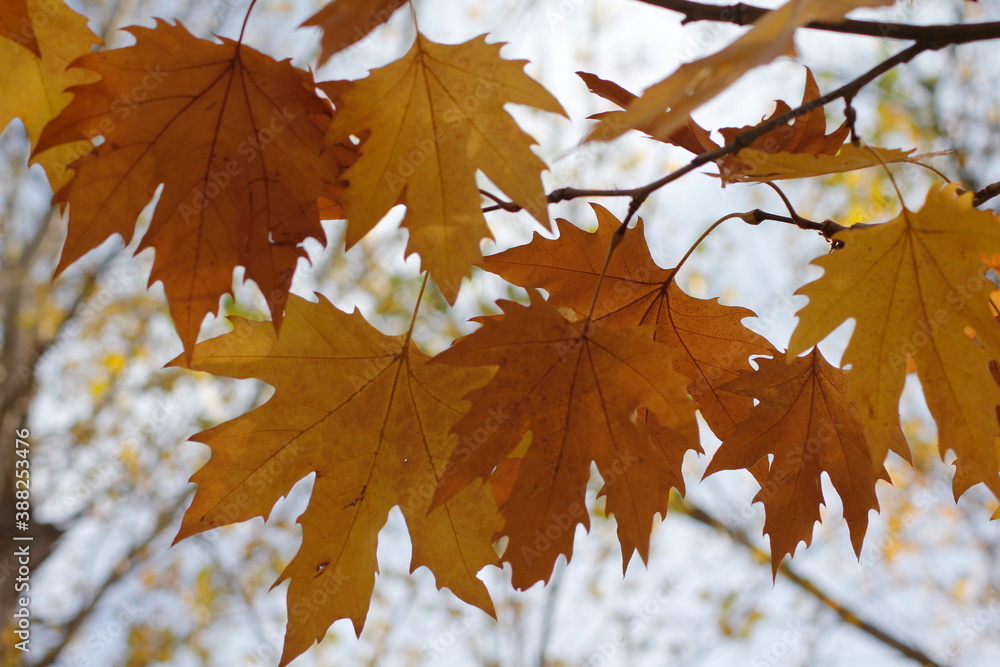 Otoño, vino y aceitunas Otoño, vino y aceitunas