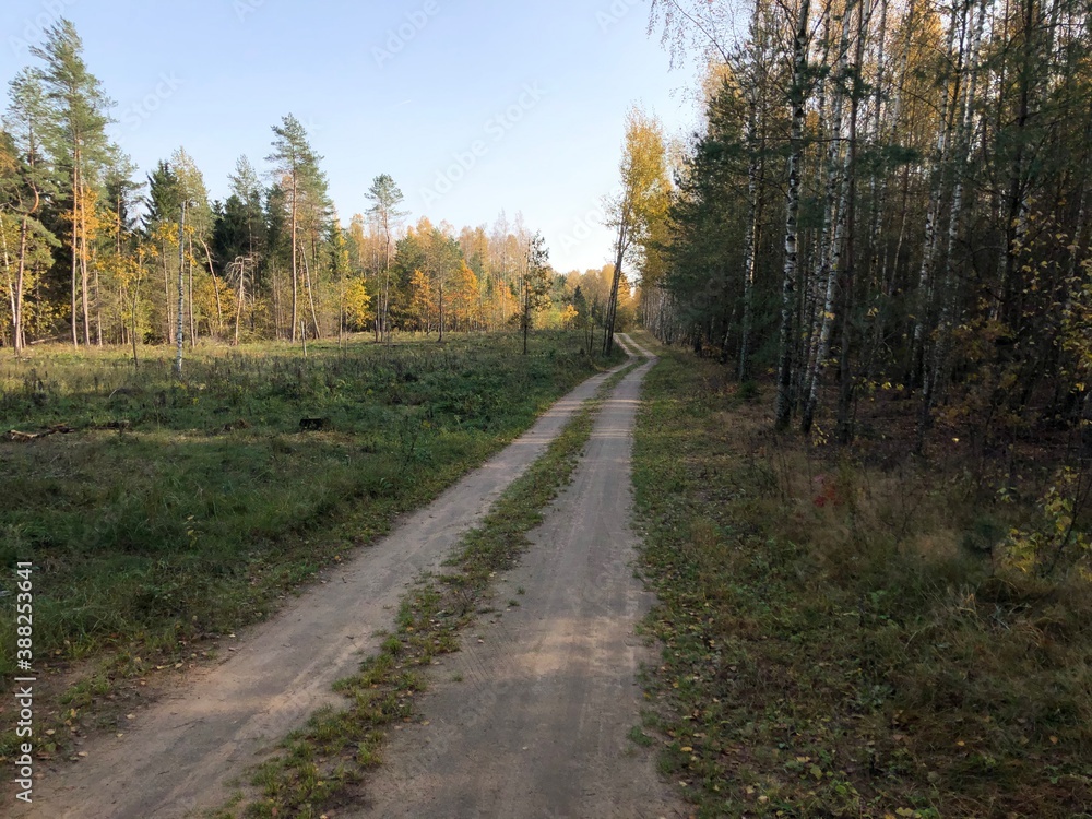 road in autumn forest road in autumn forest
