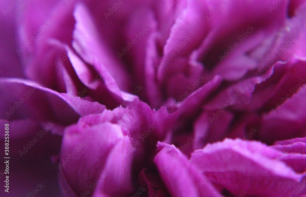 Lila Blüte Lila Blüte
