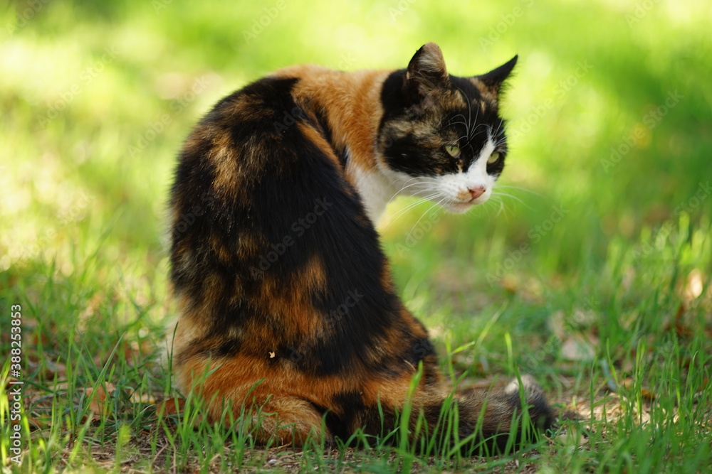 Tricolor kitty sitting in summer garden on the green grass.