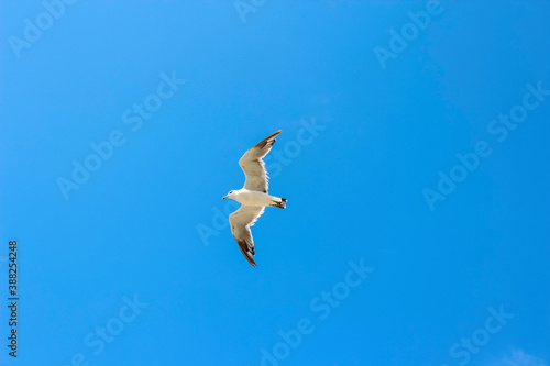 夏の青空を飛ぶカモメ