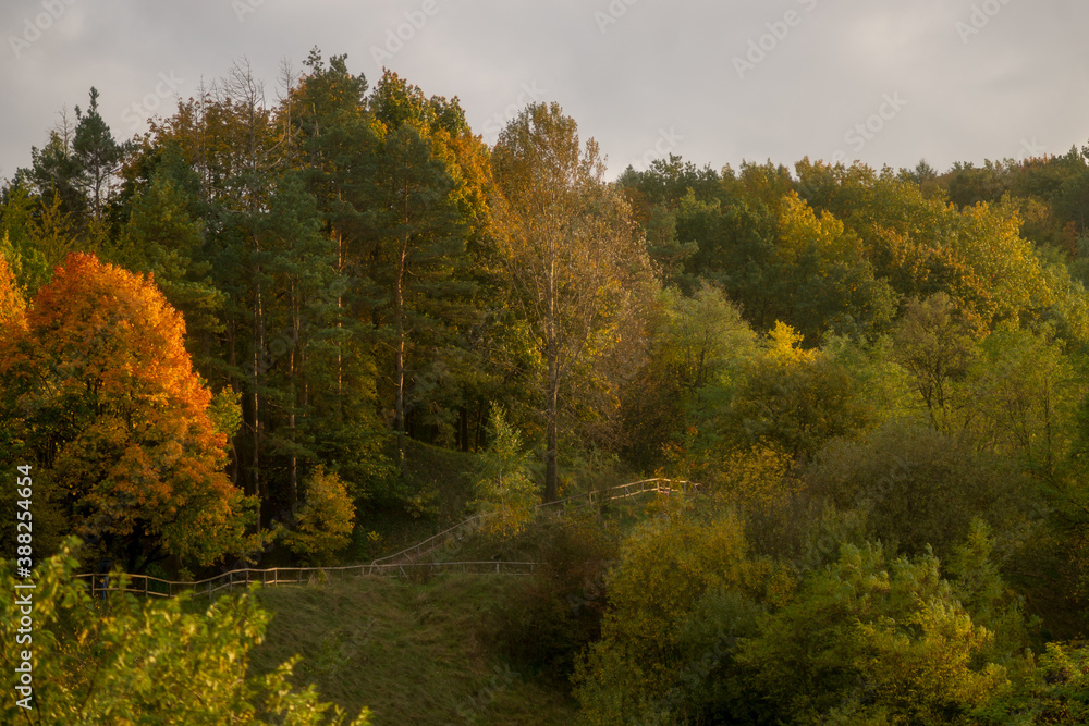 view of the colorful forest in autumn