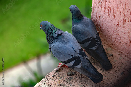 Dove Couple