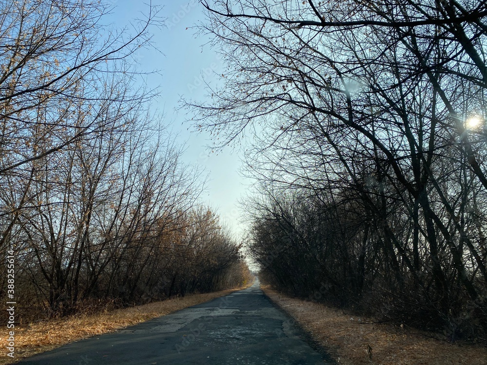 road in the forest road in the forest