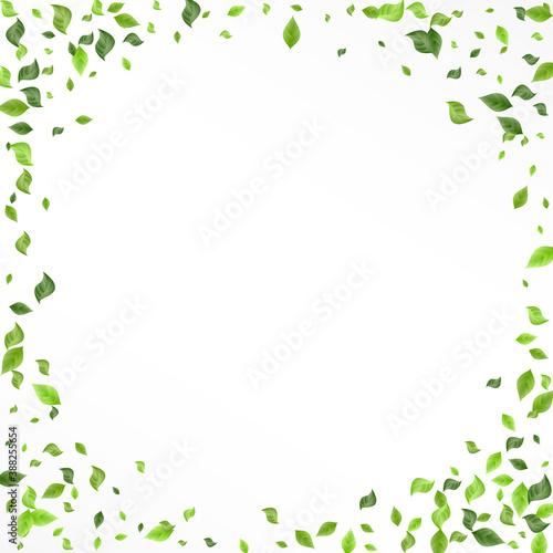 Grassy Foliage Tea Vector White Background 