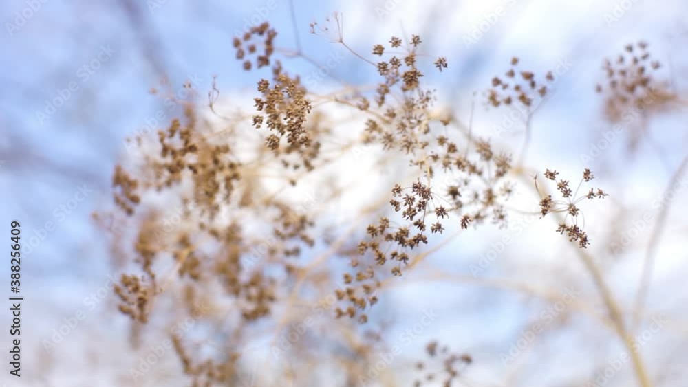 Dry autumn dill growing in blue sky background. Selective art focus. Dry autumn dill growing in blue sky background. Selective art focus.